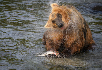 A brown bear with salmon in his paws, shaking head and throwing water drops. Katmai National Park. Alaska.