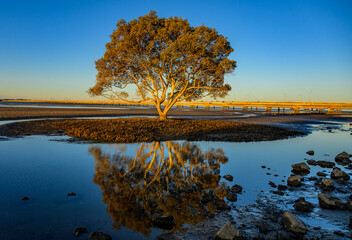 Lone mangrove tree in Brighton Queensland Australia 