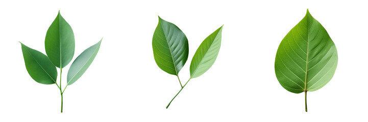 Obraz premium A solitary green leaf photographed outdoors with a natural light backdrop showing texture and a path against a transparent background