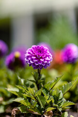 purple and yellow flower