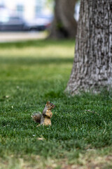 squirrel in the park
