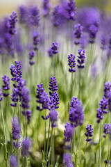 lavender flowers in region