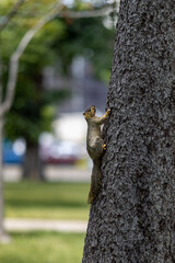 squirrel on a tree