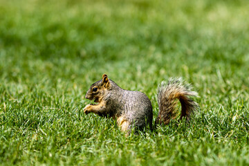 squirrel in the park