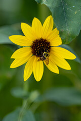 bee on a sunflower