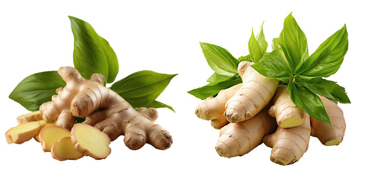 Ginger alone on transparent background