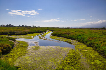 Obraz premium Hiking in the Carpinteria Salt Marsh and Bird Refge in the summer