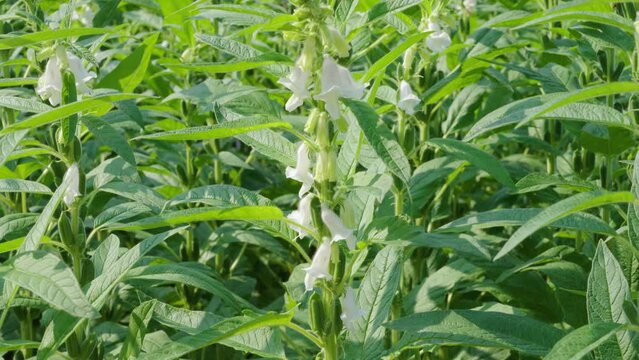 Sesame seed plants crop in the field