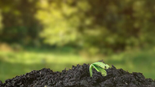 Green sunflower sprouts. Agriculture green field sprouts. Timelapse seed growing, Closeup nature agriculture shoot. Vegetable sprouting from the ground. Sunflower sprout rotation. agriculture business