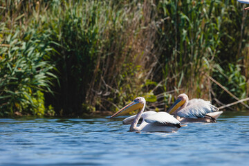 Fototapeta na wymiar A group of pelicans gracefully gliding on the water's surface Wild Danube Delta ecosystem