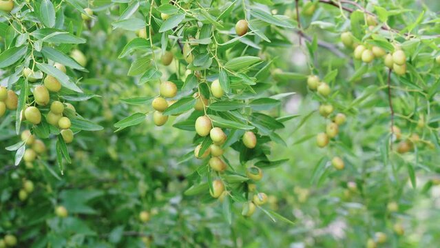 jujube fruits on a tree on a background of green leaves