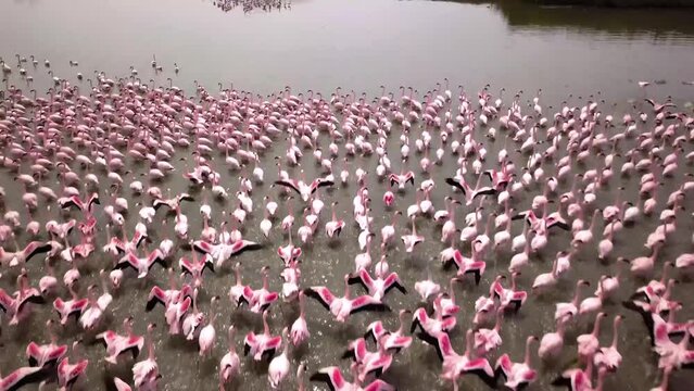 Aerial drone footage of a huge colony of lesser flamingos Phoenicopterus minor. Flying close to flamingos near Walvis Bay in Namibia. Rosy flamingo birds feeding in a lagoon. High quality 4k footage