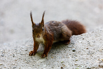 Naklejka na ściany i meble Squirrel on the ground in a park