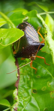 Punaise, Edessa nodamentosa, Guyane fran&ccedil;aise, Am&eacute;rique du Sud
