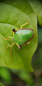 Punaise juv&eacute;nile, larve, Edessa sp., Guyane fran&ccedil;aise, Am&eacute;rique du Sud