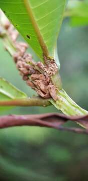 Membracide, Erechtia sp., Guyane fran&ccedil;aise, Am&eacute;rique du Sud
