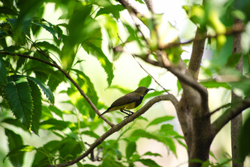 a brown bird on the tree in a park, a bird perched on a tree