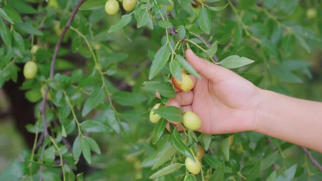 hand Pick dates from jujube trees