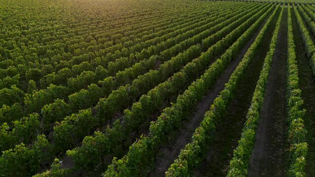 Aerial view of Pomerol wine making commune in Nouvelle Aquitaine France with vineyard fields, High quality 4k footage