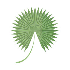 Fototapeta na wymiar leaf palm icon