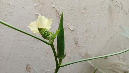 Okra vegetable with flower in their plant.