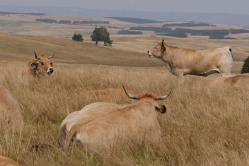 Aubrac cows in the countryside of Lozere surrounded by nature in the south of France, High quality...