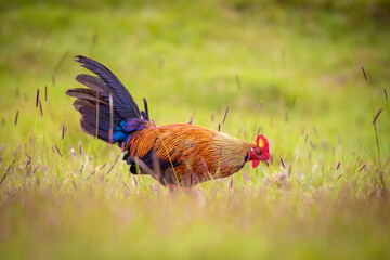 Wild horton plains in sri lanka