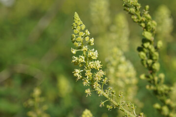 Close up flowers of yellow mignonette, wild mignonette (Reseda lutea), family Resedaceae. Dutch garden. Late summer, September