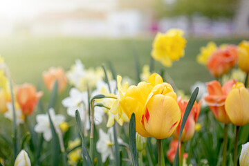 
Beautiful spring flowers. Easter background.
- 644726031