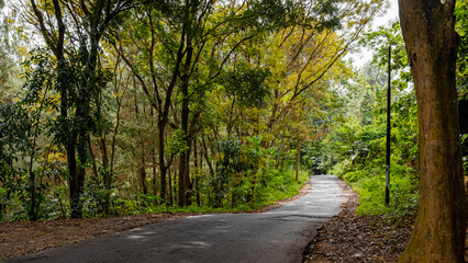 Obraz premium Kuningan West Java, the scenery is so beautiful and cool with lush trees that are still green 