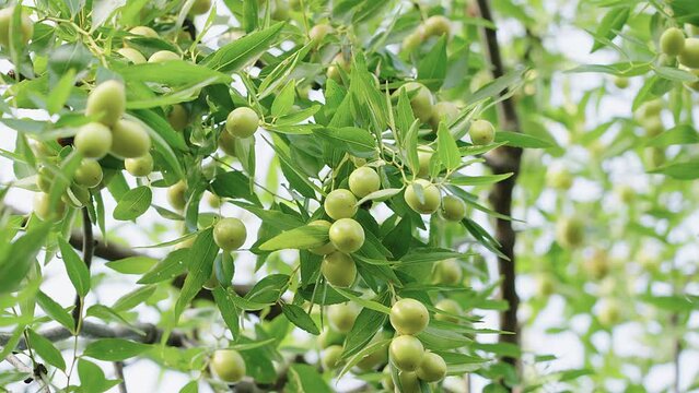 jujube fruits on a tree on a background of green leaves