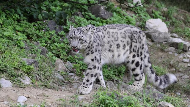 Slow motion of Wild ounce snow leopard chasing in wilderness with rocks, close up tracking shot