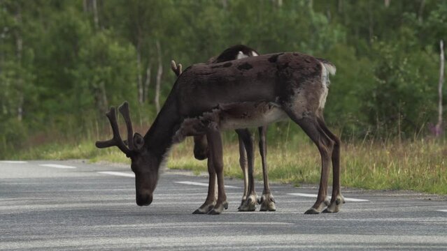 Pair Of Reindeer Standing In The Middle Of The Road. - closeup