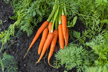 fresh harvested carrots in the soil on the ground. farming agriculture concept. healthy organic food