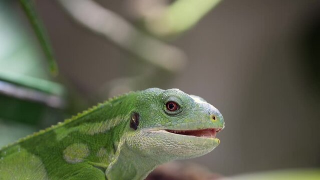 Close up shot of Green Leguan with yellow eyes in wilderness during sunny day