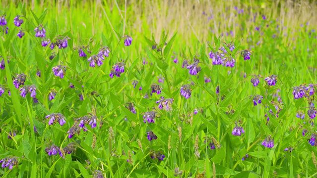 Video footage of a field with Common Comfrey growing wild in the Lincolnshire Countryside. UK