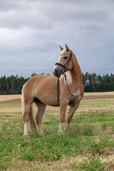 
A beautiful brown horse on the meadow in spring season.
