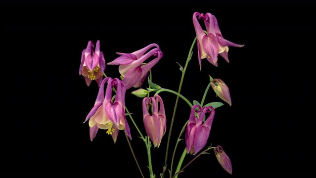 Aquilegia vulgaris blooming flowers. Beautiful bouquet of opening pink Columbine flower Isolated on black background. Easter Wild spring wildflower, closeup, open flower. 4K
