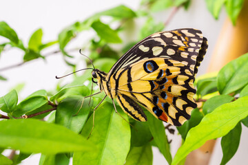 Close up of yellow butterfly