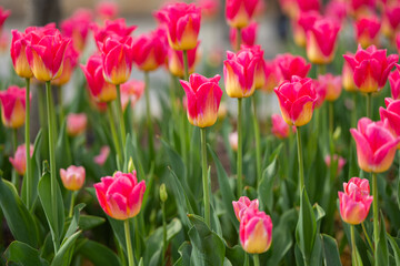 spring background of beautiful blooming tulips