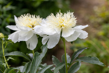 Peony variety 'Honey Gold'. Beautiful creamy white flowers with yellow center, close-up