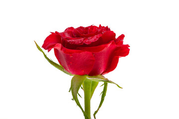 red rose flower isolated