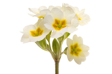 yellow primrose flower isolated
