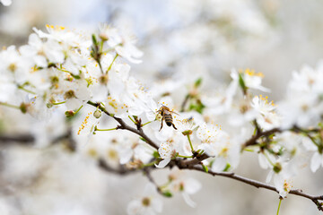 landscape of cherry blossoms in spring