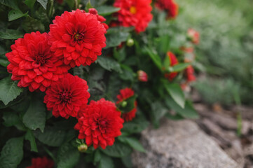 red dahlias on a flower bed in the garden. autumn flowers