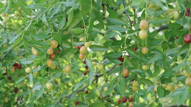 jujube fruits on a tree on a background of green leaves