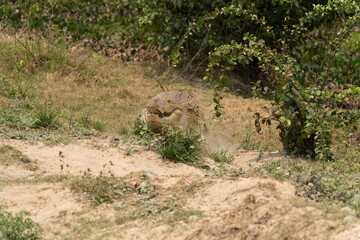 Orinoco Crocodile, crocodylus intermedius, Adult emerging from River, Los Lianos in Venezuela