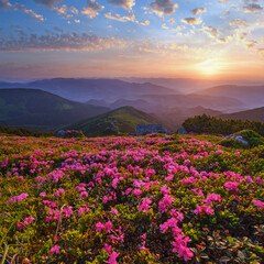 Pink rose rhododendron flowers on early morning summer mountain slope. Carpathian, Chornohora,  Ukraine.