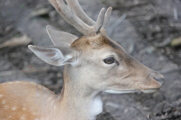 deer