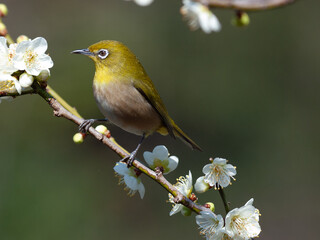 梅の花と野鳥のメジロ